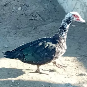 Erkek ordek towuk juje karlik