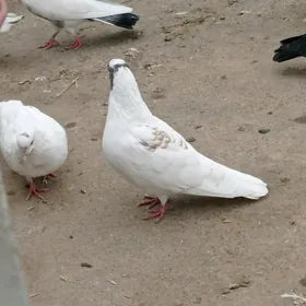 gowy guslar sol bahada 100