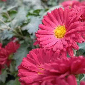 Öý hojalygyna işçi Aýal gerek.