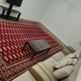 ARENDA KWARTIRA GURTLY POLELIT