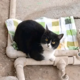 Кошечка в добрые руки