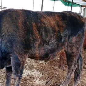 Semiz okuzler 63 mlndan