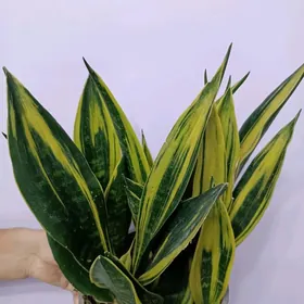 Сансиверия Golden Flame