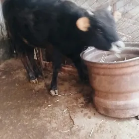 Туве 10 айын ичинде