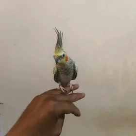 Korella корелла