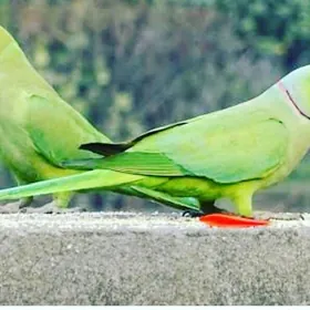 Ожереловый попугай