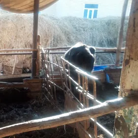 Хожекли сыгыр