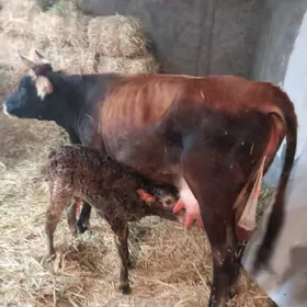 ARGİNAL SHWES GOLELİ SYGYR