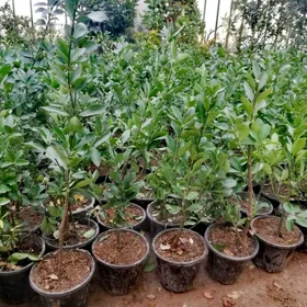 Bereskilet wec zelyony bag