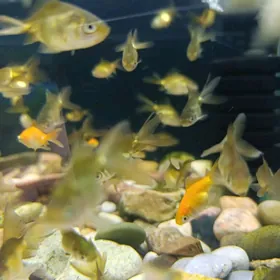 zolotoy balyk razmer 4 5 sm