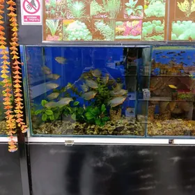 жемчуг гурами