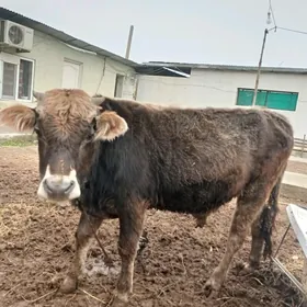 Arassa swes tohum okuz