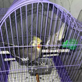 popugay корелла