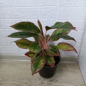 АГЛАОНЕМА КРИТ