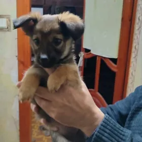 ЗВОНОК СОБАЧКА