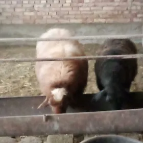 Goýunlar Gissar Bakylan Semiz