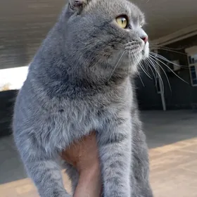 satlansky kelte gulak