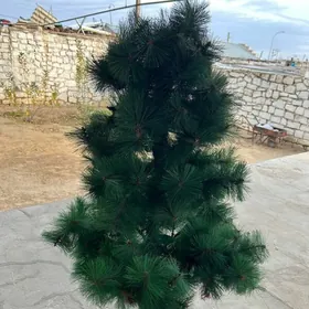 Yolka.  Tazeyyl arçasy.