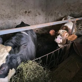 порода маллар