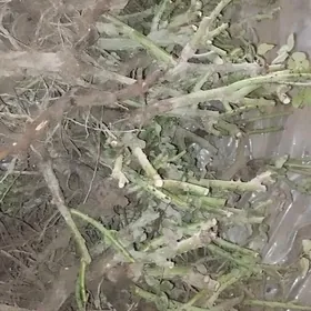 "черная магия" Nahal