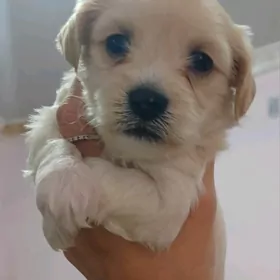 щенок мальтипу