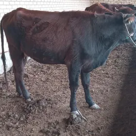 саглык сыгыр