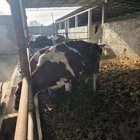 Simental we Galisteyin sygyr