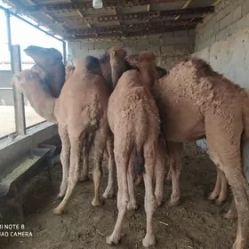 огшук торум