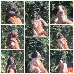 Спаниель собачки