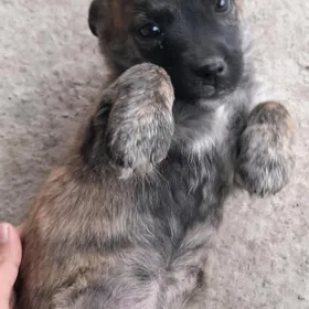 Корейская овчарка отдаю