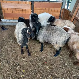 Goýun.Öweç.işşek.Tokly.Erkeç.