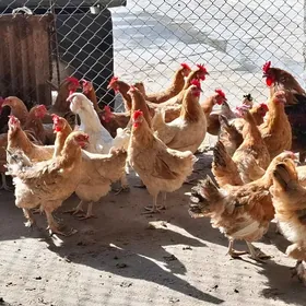 guzlayjy towuk horaz