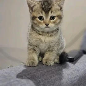 Чистокровные котята