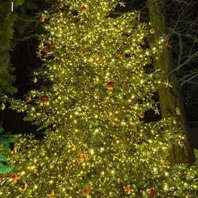 Гирлянда роса.