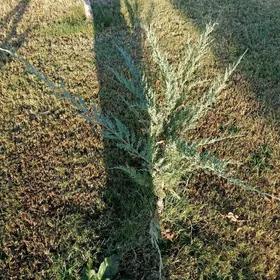 Yolka Mezawelnik nahal