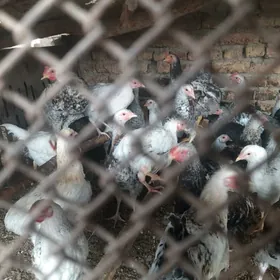 гигант товуклар хоразлар