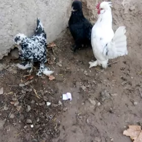 karlik 1san. karlik yllaşyk ba