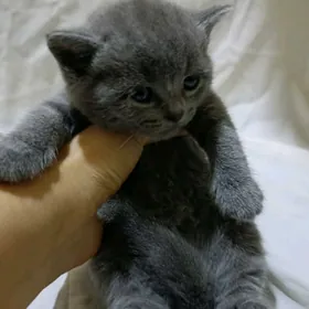 шотландка прямоушка