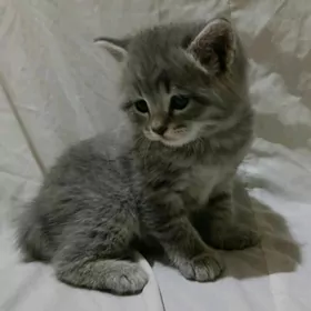 шотландкий прямоушка