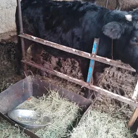 tüwe çornypiyostra