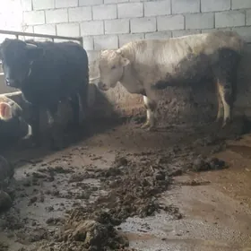 arginal şwes öküzler