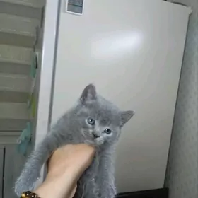 котята шотландские