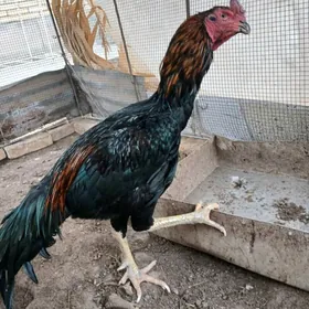 BOYES HORAZ BRAZIL TASHKENT