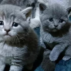 шотландкий прямоушка