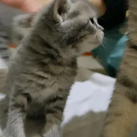 шотландка прямоушка