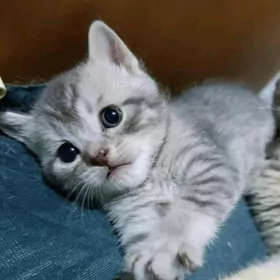 шотландец прямоушка