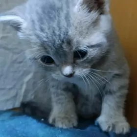 шотландка прямоушка