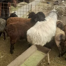 goç we ahda goyunlar