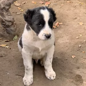 TURKMEN KICI GUJUKLER