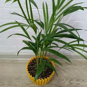 ПАЛЬМА АРЕКА